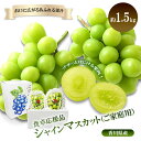 【ふるさと納税】食卓応援品 シャインマスカット(ご家庭用)約1.5kg お届け:2025年8月中旬~10月中旬まで