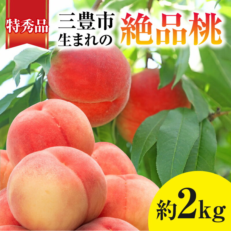 [2024年出荷]特秀品 桃 約 2kg 香川の桃 フルーツ 果物 甘い おいしい 果汁 食品 至高のあま〜い桃 お取り寄せ お取り寄せフルーツ デザート 7月上旬より発送 香川県 三豊市 老舗果物屋 北浜商店 冷蔵 送料無料