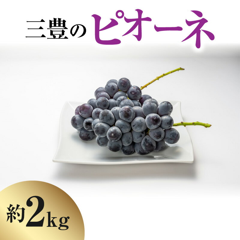 [2024年出荷]ピオーネ 約 2kg 三豊産 フルーツ 果物 ぶどう 甘い 濃厚 ぷりぷり 食品 至高のピオーネ お取り寄せ お取り寄せフルーツ デザート 8月上旬より発送 香川県 三豊市 老舗果物屋 北浜商店 冷蔵 送料無料