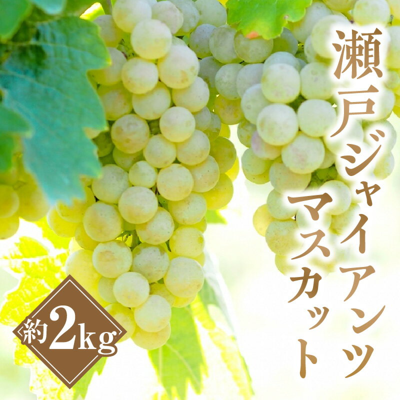 【ふるさと納税】【2023年出荷】瀬戸 ジャイアンツマスカット 約2kg 香川県産 フルーツ 果物 マスカット ぶどう 種なし 皮ごと食べられる さっぱり 甘い 食品 お取り寄せ お取り寄せフルーツ デザート 8月下旬より発送 香川県 三豊市 老舗果物屋 北浜商店 冷蔵 送料無料のサムネイル