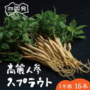 【ふるさと納税】四国発 高麗人参 スプラウト 高麗 人参 高麗人参スプラウト 漢方 1年根 水耕栽培 ジンセノサイド 冷蔵 食品 植物 新芽 料理 アレンジ バ...