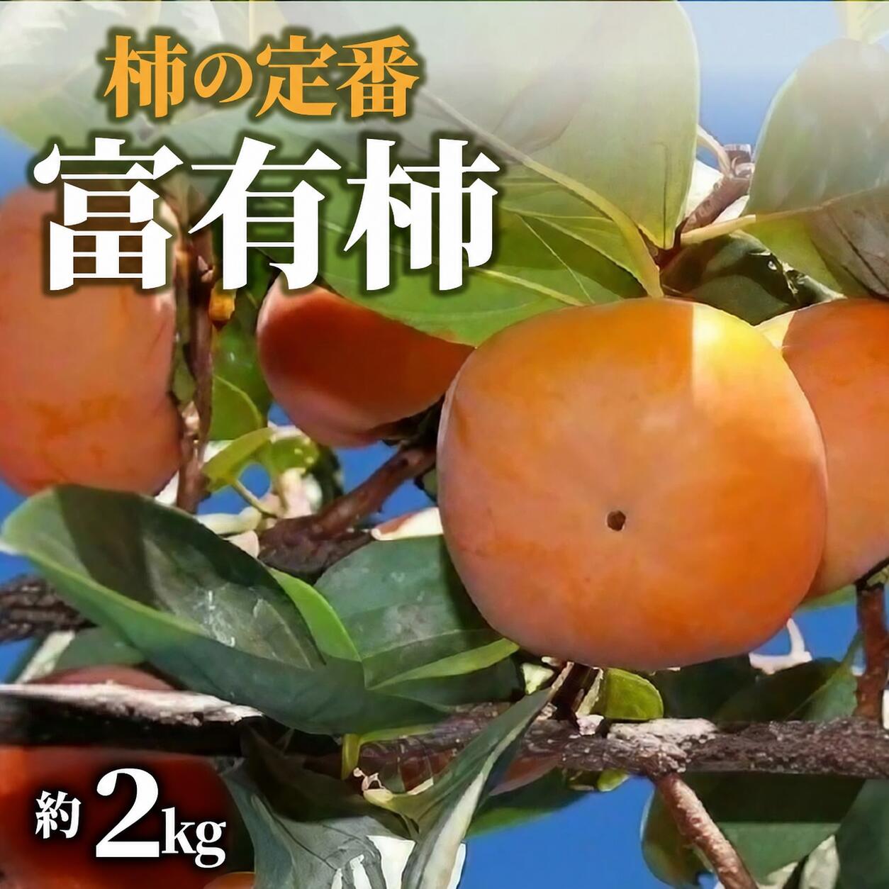 柿 富有柿 約2kg 定番の甘柿 [ かき カキ 甘柿 果物 フルーツ 旬 国産 香川県産 産地直送 お取り寄せ ギフト 贈答用 家庭用 送料無料 季節限定 くだもの さぬき 10,000円 返礼品 香川県 三豊市 五色青果 ]