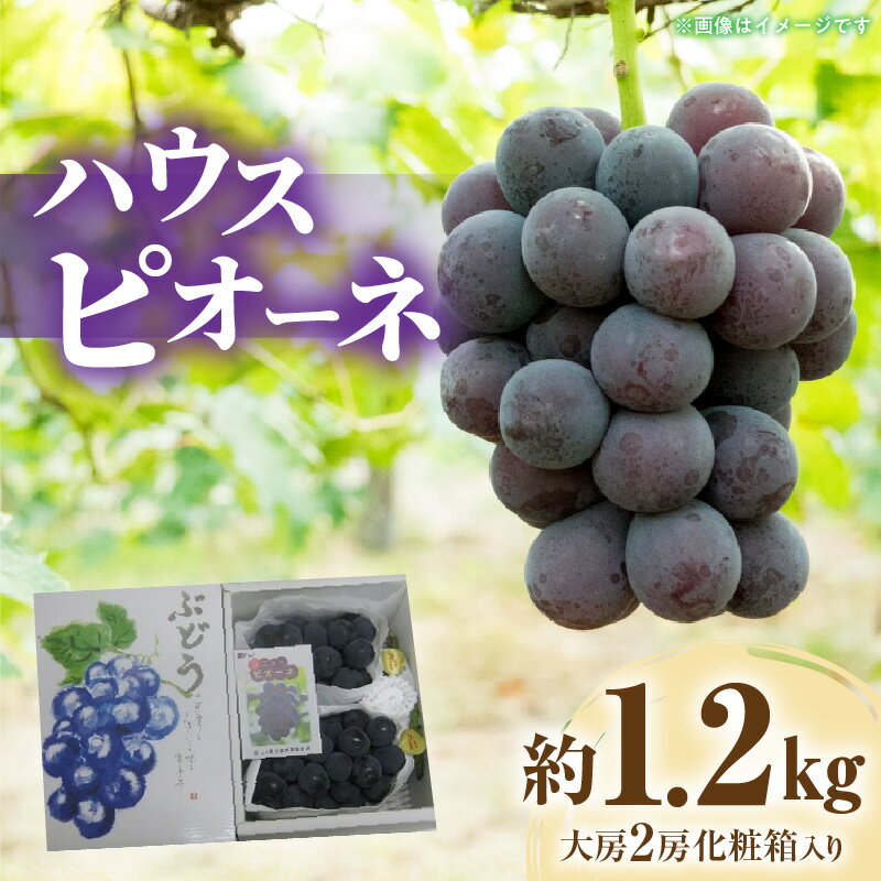 期間限定 ハウスピオーネ 約1.2kg 大房2房 化粧箱入り ぶどう 人気 送料無料 産地直送 旬の果物 フルーツ 果汁 お取り寄せ お取り寄せグルメ ギフト プレゼント 贈り物 大粒 種なし 冷蔵 クール便 三豊市産