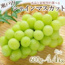 【ふるさと納税】【配送不可地域:北海道・沖縄県・離島】期間限定 シャインマスカット 1房(約600g)〜最大9房(約4.4kg以上) フルーツ 果物 ぶどう マ...