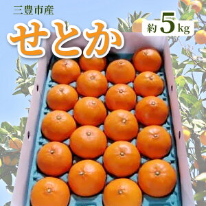 【ふるさと納税】みかん せとか 約 5kg 15玉～28玉 三豊市産 とろける食感 ジューシー 甘い オレンジのような濃厚な味 手で簡単に皮がむける 中の薄皮も非常に薄い 柑橘 フルーツ 果物 2月上旬より順次発送 香川県 お取り寄せ 送料無料