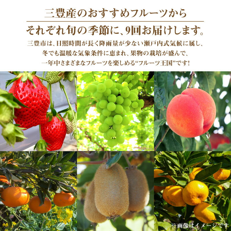 【ふるさと納税】フルーツ 定期 フルーツ王国 みとよ 特選 こだわり 9品 定期便 定期 旬の時期 旬 果物 果実 旬 デザート 詰め合わせ 食べごろ みかん せとか いちご デコポン もも キウイ キウイフルーツ お取り寄せ 香川県 三豊市 260,000円 台 返礼品 送料無料 五色青果