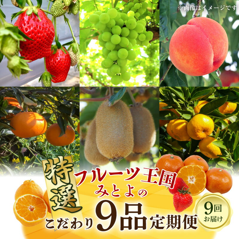 【ふるさと納税】フルーツ 定期便 9品 9回 旬の果物 フルーツ王国 三豊 こだわり 果物 食べごろ お取り寄せグルメ お取り寄せ 文旦 せとか さぬきひめ いちご びわ 桃 みかん 早生みかん 柿 太秋柿 黄様 さぬきゴールド キウイ シャインマスカット 化粧箱入り 送料無料のサムネイル