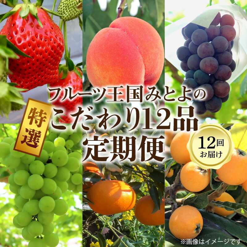 【ふるさと納税】フルーツ 定期便 12回 特選 こだわり 12品 送料無料 産地直送 みかん いちご びわ ぶどう マスカット 桃 キウイ シャインマスカット ピオーネ せとか デコポン 食品 お取り寄せ お取り寄せグルメ 1年間