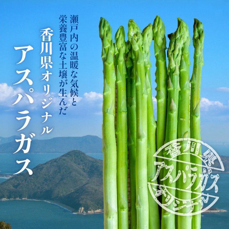 アスパラガス さぬきのめざめ 約1.5kg 先行予約 [ バラ詰め 夏芽 春芽 グリーンアスパラ シャキシャキ 新鮮野菜 旬 冷蔵 野菜 夏野菜 贈答用 お取り寄せグルメ 人気 ギフト ランキング 取り寄せ アスパラ 産地直送 送料無料 香川県 三豊市 豊田農園 ]
