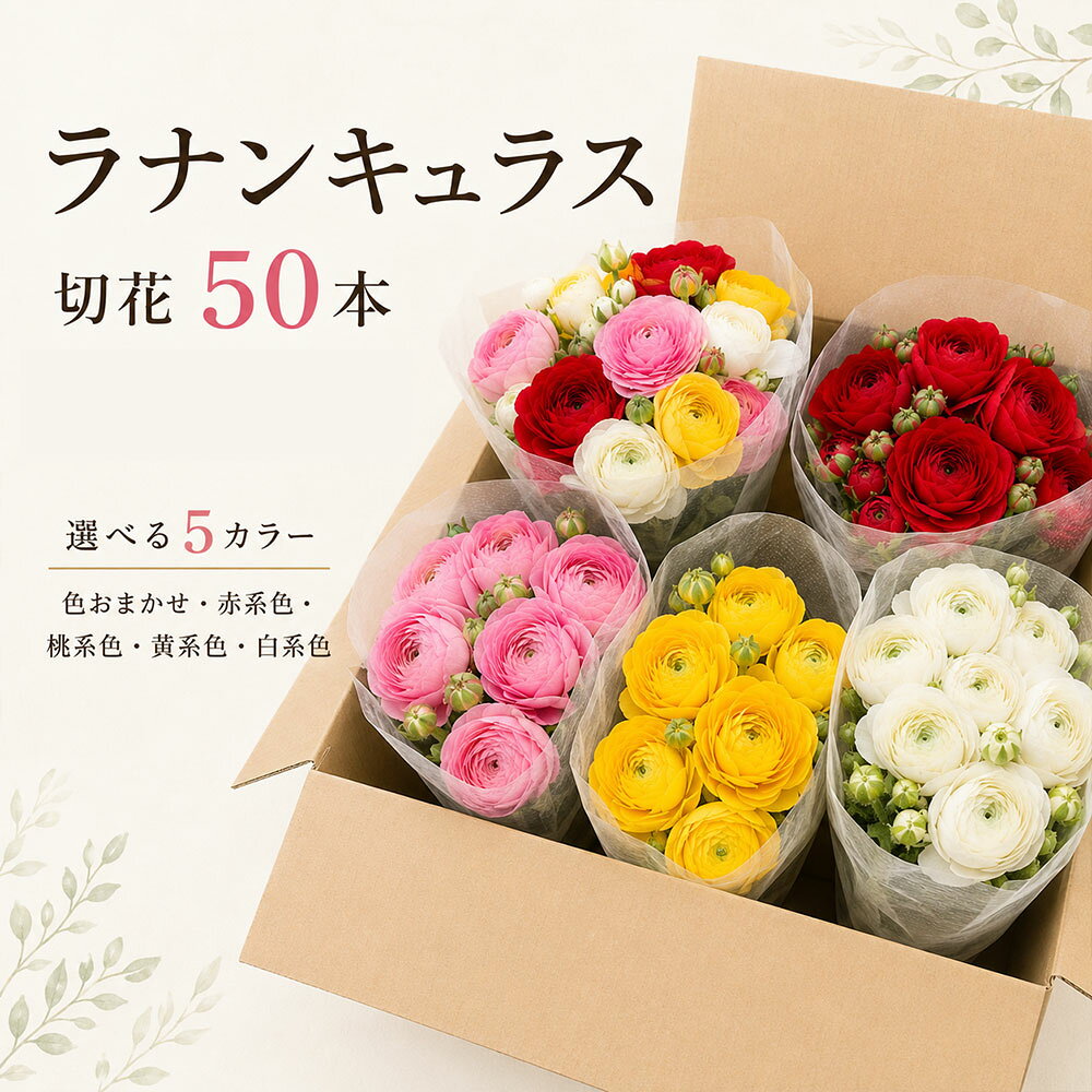 ラナンキュラス 切花 50本 選べるカラー 色おまかせ 赤系 桃系 黄系 白系 てまりシリーズ 花 生花 フラワー 花束 アレンジメント ギフト プレゼント 香川県