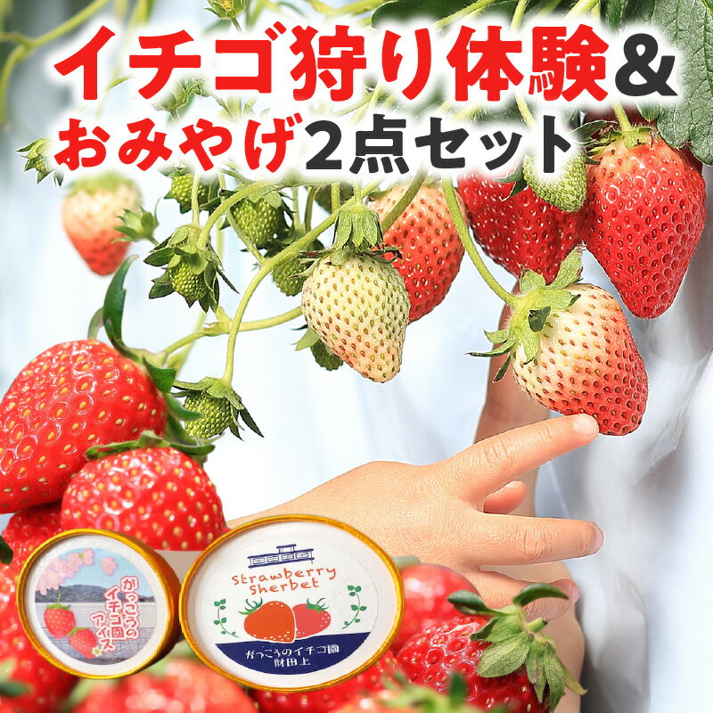 【ふるさと納税】イチゴ狩り 体験 40分 食べ放題 チケット 大人 1名様 利用可 おみやげ アイスクリーム シャーベット ジャム 2点セット 付き 香川県 三豊市 果物 フルーツ イチゴ デザート スイーツ 収穫体験 送料無料･･･