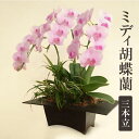 【ふるさと納税】ミディ胡蝶蘭 3本立