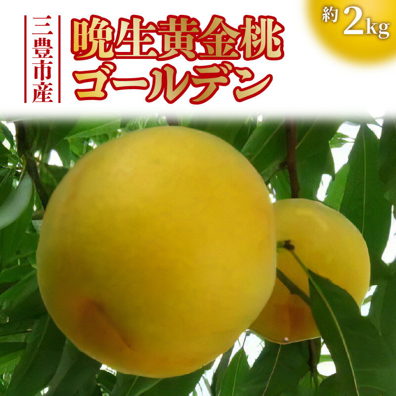 【ふるさと納税】【2024年9月初旬から順次発送】香川県三豊市産 晩生黄金桃ゴールデン 約2kg