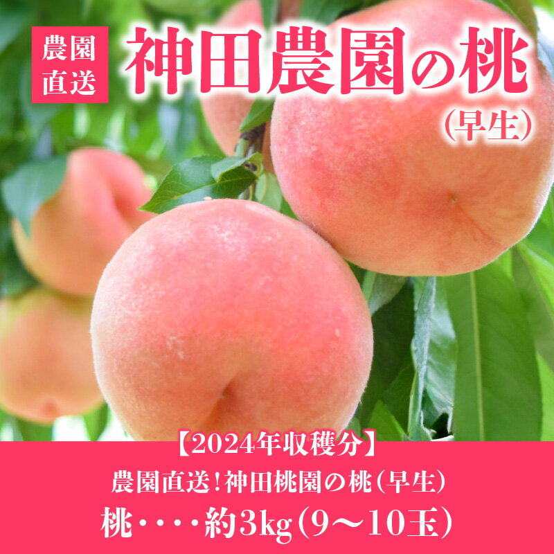 【ふるさと納税】先行予約 数量限定 桃 早生 約 3kg 9玉〜10玉 2024年収穫分 農園直送 神田桃園 白桃 果実 スイーツ フルーツ 2024年6月下旬から7月上旬まで順次発送 香川県 三豊市 お取り寄せ 送料無料