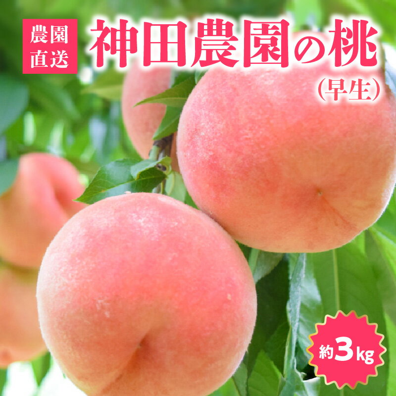 【ふるさと納税】先行予約 数量限定 桃 早生 約 3kg 9