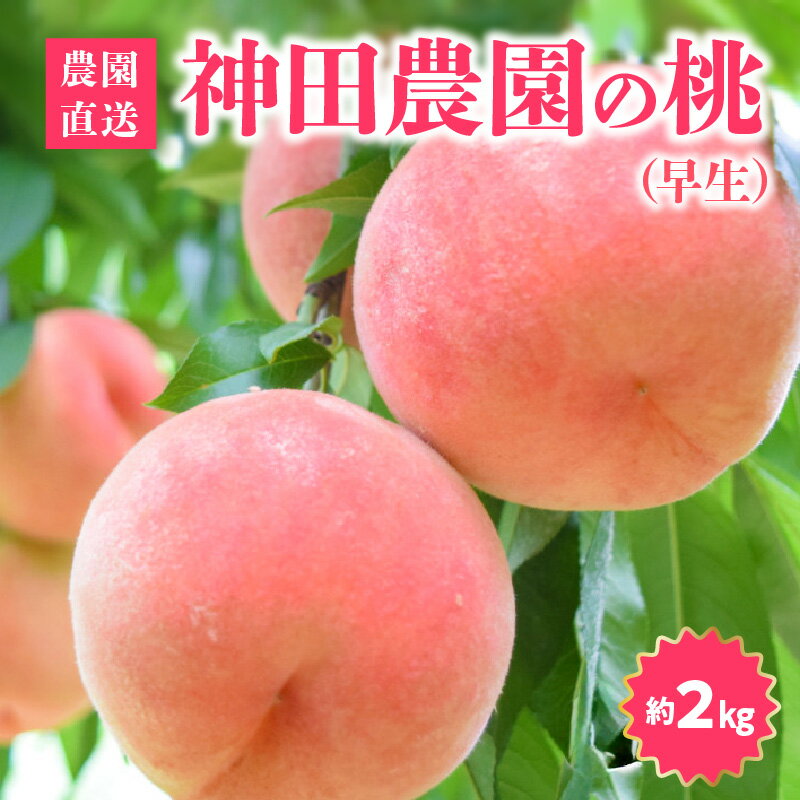 【ふるさと納税】先行予約 数量限定 桃 約 2kg 早生 6