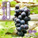【ふるさと納税】【配送不可地域:北海道・沖縄県・離島】ピオーネ 三豊市産 選べる1.2kg〜2kg ハウス 温室 ハウス 温室 秋 旬