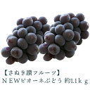 【ふるさと納税】 締め切り間近 NEWピオーネぶどう 約1.1kg さぬき讃フルーツ 甘さとジューシーさが詰まった最高級ピオーネ! 大粒で食べごたえ抜群!ピオーネぶどう 風味豊かで甘い、完熟ピオーネ 新鮮さが自慢のさぬき讃フルーツのピオーネ 秋 旬