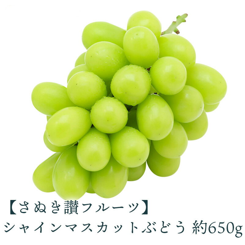 【ふるさと納税】 【先行予約】 シャインマスカットぶどう 約650g さぬき讃フルーツ 甘さが溢れる!三豊市のシャインマスカット 太陽の味わい!プレミアムシャインマスカット 愛情たっぷり収穫!香川の新鮮シャインマスカット 三豊市のシャインマスカット 13000円