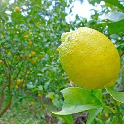 【ふるさと納税】豊島レモン2.5キロ　【果物類・柑橘類・レモン・檸檬・フルーツ】　お届け：2021年12月1日〜2022年1月31日