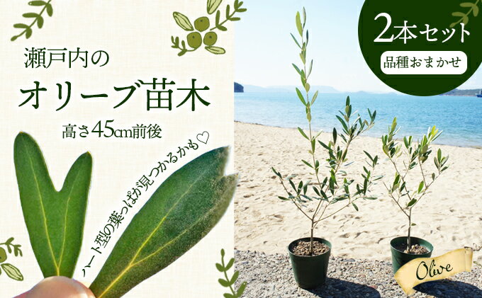 【ふるさと納税】【2024年3月より発送】瀬戸内のオリーブ苗木2本セット　【植物・インテリア・観葉植物】　お届け：2024年3月中旬より順次配送