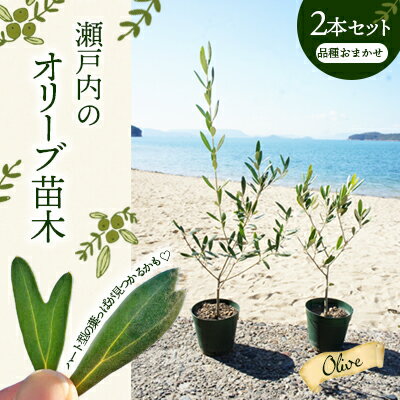 【ふるさと納税】瀬戸内のオリーブ苗木2本セット　【植物・インテリア・観葉植物】　お届け：2023年3月中旬より順次配送