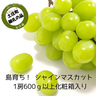 島育ち！ハウスシャインマスカット　1房化粧箱入り 600g以上　　お届け：2024年7月中旬～9月下旬