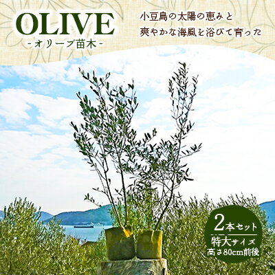 花・ガーデン・DIY人気ランク44位　口コミ数「3件」評価「4.67」「【ふるさと納税】小豆島のオリーブ苗木　2本セット　（特大）　【地域のお礼の品】」