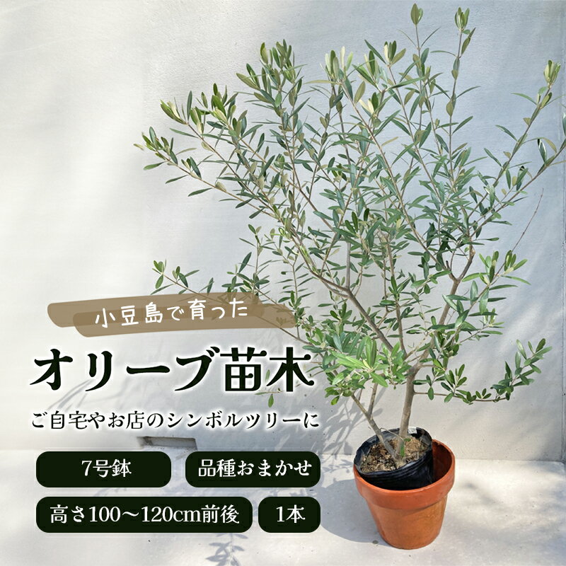 ガーデニング・農業(植木)人気ランク12位　口コミ数「0件」評価「0」「【ふるさと納税】小豆島で育ったオリーブ苗木！ご自宅やお店のシンボルツリーにどうぞ！　【植物】」