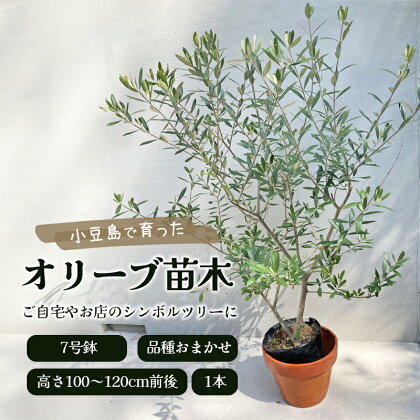 小豆島で育ったオリーブ苗木！ご自宅やお店のシンボルツリーにどうぞ！　【植物】