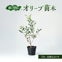 【ふるさと納税】瀬戸内のオリーブ 苗木 1本 植物