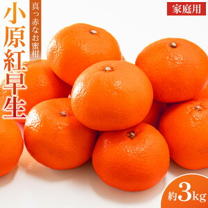 【ふるさと納税】【2025年11月中旬より発送】ご家庭向け!真っ赤なお蜜柑「小原紅早生」約3kg | フルーツ 果物 くだもの 食品 人気 おすすめ 送料無料