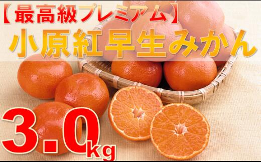 【ふるさと納税】125　【最高級プレミアム】小原紅早生みかん　3kg