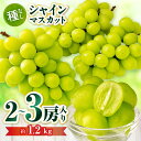 【ふるさと納税】シャインマスカット 2〜3房入り(約1.2kg)果物 フルーツ デザート スイーツ マスカット 種無し 種無しマスカット 贈答 贈り物 ギフト ...