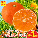 【ふるさと納税】小原紅早生みかん約3.0kg【香川県共通返礼品】 小原紅早生 甘い みかん ミカン 柑橘 柑橘系 果物 フルーツ 青果 デザート グルメ おすす...