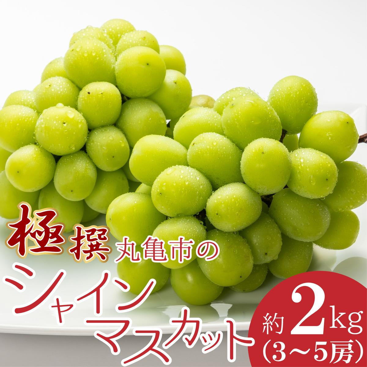 香川県丸亀市のシャインマスカット 約2kg [果物・ぶどう・ブドウ・フルーツ・シャインマスカット・マスカット・約2kg] お届け:2024年8月中旬から2024年10月上旬まで