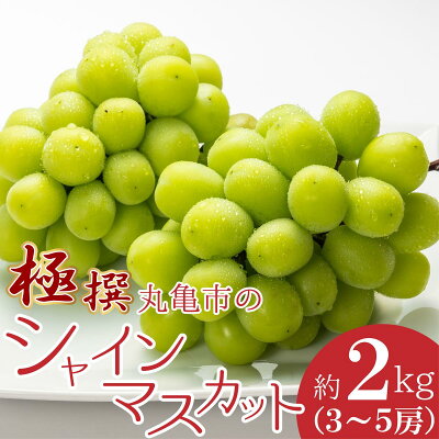 楽天ふるさと納税　【ふるさと納税】香川県丸亀市のシャインマスカット 約2kg　【果物・ぶどう・ブドウ・フルーツ・シャインマスカット・マスカット・約2kg】　お届け：2024年8月中旬から2024年10月上旬まで