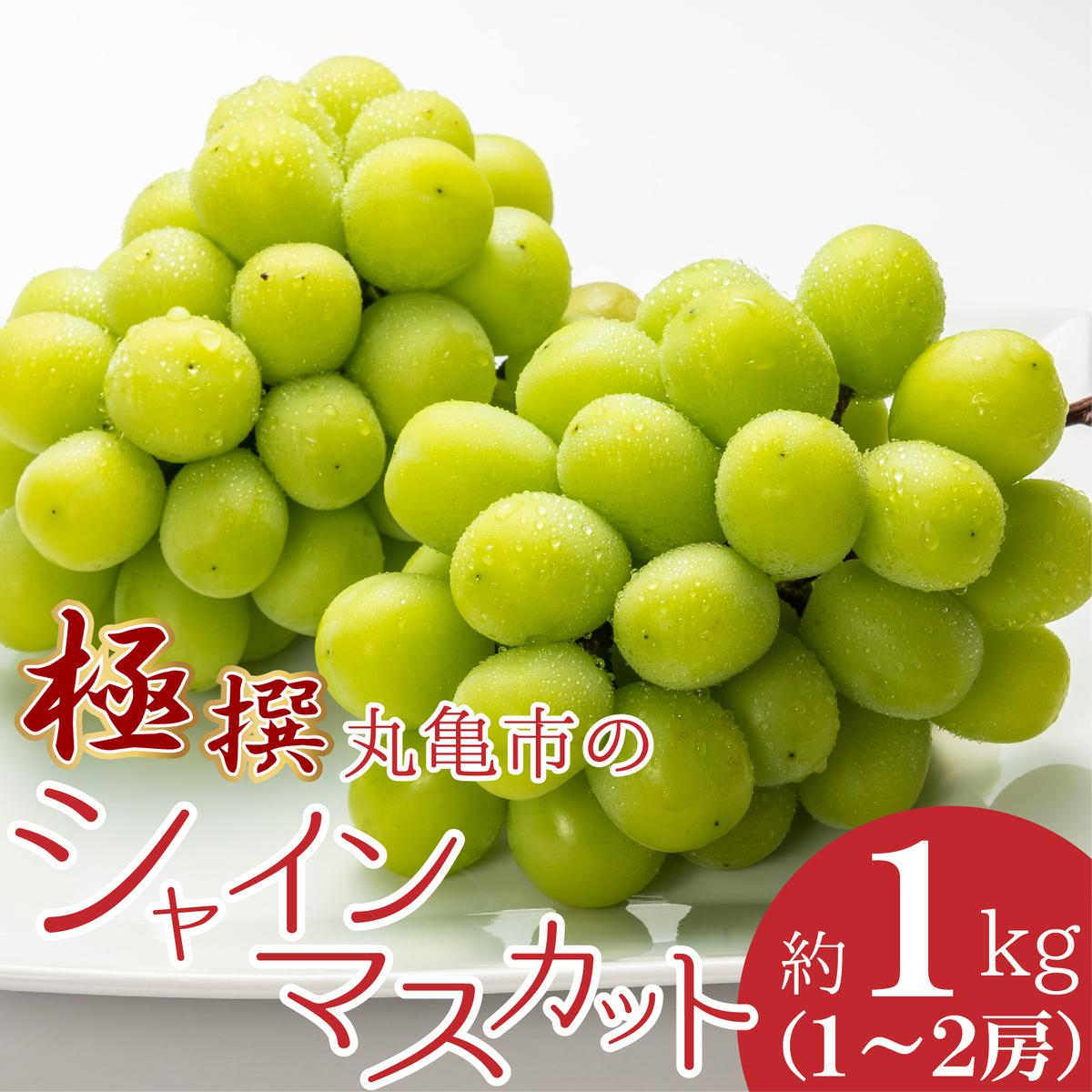 香川県丸亀市のシャインマスカット[秀品]1kg [果物・ぶどう・ブドウ・フルーツ・シャインマスカット・マスカット・約1kg] お届け:2024年8月中旬〜2024年10月上旬頃