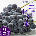 6位! 口コミ数「1件」評価「5」香川県丸亀市のニューピオーネぶどう（種なし） 約2kg　【果物・ぶどう・フルーツ】　お届け：2024年8月上旬～9月下旬頃