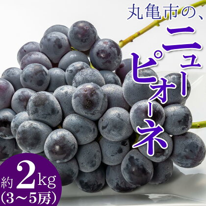 香川県丸亀市のニューピオーネぶどう（種なし） 約2kg　【果物・ぶどう・フルーツ】　お届け：2024年8月上旬～9月下旬頃