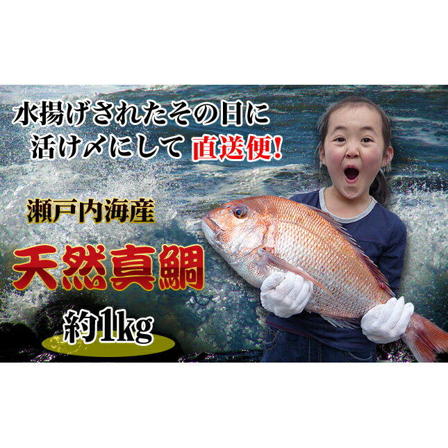 【ふるさと納税】【朝獲れ直送便】瀬戸内海産の天然鯛を丸ごと1匹 中サイズ　【魚貝類・加工食品】