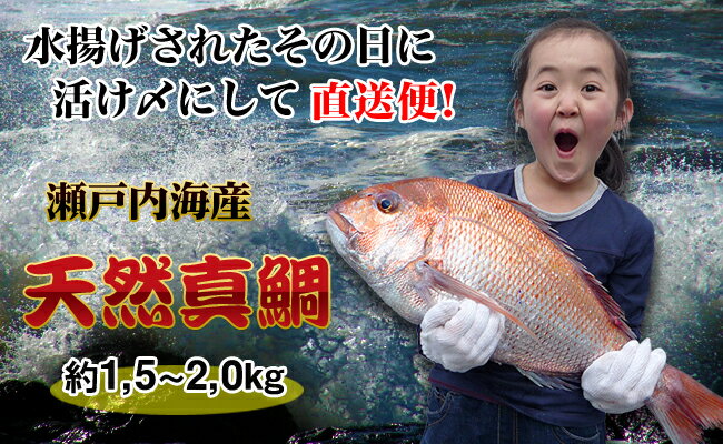 【ふるさと納税】【朝獲れ直送便】瀬戸内海産の天然鯛を丸ごと1匹 大サイズ　【魚貝類・加工食品】