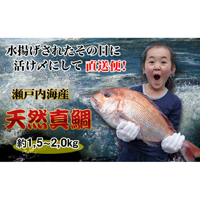 名称マダイ（瀬戸内海産）内容量瀬戸内海産 丸ごと天然鯛×1匹(約1.5kg～2.0kg、約40cm) ※下処理可能。 ※[うろこ取り内臓取り、下処理不要]のどちらかをお選びください。産地香川県産事業者新鮮市場【産直あきんど】配送方法冷蔵配送備考※画像はイメージです。 ※[うろこ取り内臓取り、下処理不要]のどちらかをお選びください。 ※生ものですので、到着後、お早めにお召し上がり下さい。 ※天候、漁獲状況によりお届けにお時間をいただく場合がございます。 ※出荷時期につきましては事業者から連絡を入れさせていただきます。 ※お問い合わせ先（産直あきんど）：0120-35-3783 ※賞味期限：冷蔵3日 ※宇多津町内にて漁獲されたものです。 ※賞味期限の関係で北海道、東北エリア、沖縄県、離島エリアへの発送は致しかねます。 ※上記のエリアからの申し込みは返礼品の手配が出来ないため、「キャンセル」または「寄附のみ」とさせていただきます。予めご了承ください。 ・ふるさと納税よくある質問はこちら ・寄附申込みのキャンセル、返礼品の変更・返品はできません。あらかじめご了承ください。【ふるさと納税】【朝獲れ直送便】瀬戸内海産の天然鯛を丸ごと1匹 大サイズ　【魚貝類・加工食品】 【配送不可：北海道、東北エリア、沖縄県、離島エリア】 瀬戸内海で取れる天然鯛は、身がしまっており、カニ・エビ等の餌が豊富な海域でもあるため、身の締まり具合、脂の乗りが他県の鯛とは物が違います！ 魚屋歴70年の産直あきんどが選んだ極上の天然鯛を活け〆にして産地直送便！ 寄附金の用途について 防災 教育 一般 受領証明書及びワンストップ特例申請書のお届けについて 【受領証明書】 受領証明書は、ご入金確認後、注文内容確認画面の【注文者情報】に記載の住所にお送りいたします。 発送の時期は、寄附確認後1～2週間程度を目途に、お礼の特産品とは別にお送りいたします。 【ワンストップ特例申請書について】 ワンストップ特例をご利用される場合、1月10日までに申請書が当庁まで届くように発送ください。 マイナンバーに関する添付書類に漏れのないようご注意ください。 申請書のダウンロードはこちら