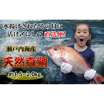 【朝獲れ直送便】瀬戸内海産の天然鯛を丸ごと1匹 大サイズ　【魚貝類・加工食品】
