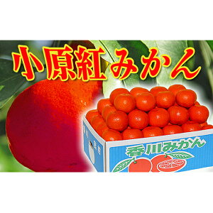 【ふるさと納税】香川県のオリジナル品種 小原紅早生みかん約 5kg　【フルーツ・果物類・みかん・柑橘類】　お届け：2023年11月下旬〜2024月1月中旬