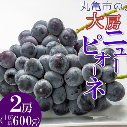 種なし！たっぷり果汁♪丸亀育ちの大房ニューピオーネ 2房（1房600g以上）　【 果物 ぶどう フルーツ 果汁 甘い 濃厚 風味 種なし 】　お届け：2024年8月1日～2023年9月30日まで