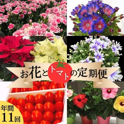 モリヒロ園芸が育てたお花とトマトの定期便（年間11回）　【定期便・宇多津町】　お届け：ご寄附（入金）頂いた月の翌月回より年間スタート致します