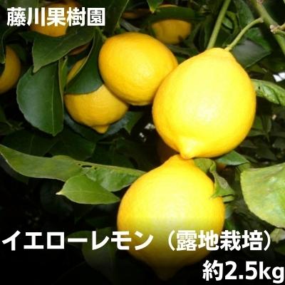 2024年お届け イエローレモン（露地栽培）約2.5kg　【 国産 レモン 檸檬 レモン水 ダイエット ホットレモン レモンサワーハイボール 料理 】　お届け：2024年1月中旬～5月下旬