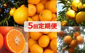 【ふるさと納税】みかん 定期便 5回 フルーツ フジカワ果樹園オリジナル（新季節の柑橘セット） 果物 詰合せ 　お届け：ご寄附（入金）下さった月の翌月より順次発送致します。