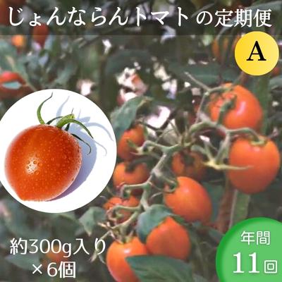 【ふるさと納税】モリヒロ園芸が育てたじょんならんトマトの定期便A 約300g×6個入り（年間11回）　【定..